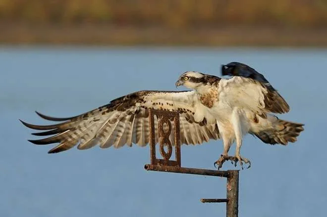 AmazingBirdsPhotographsCapturedByUriKolker8.webp