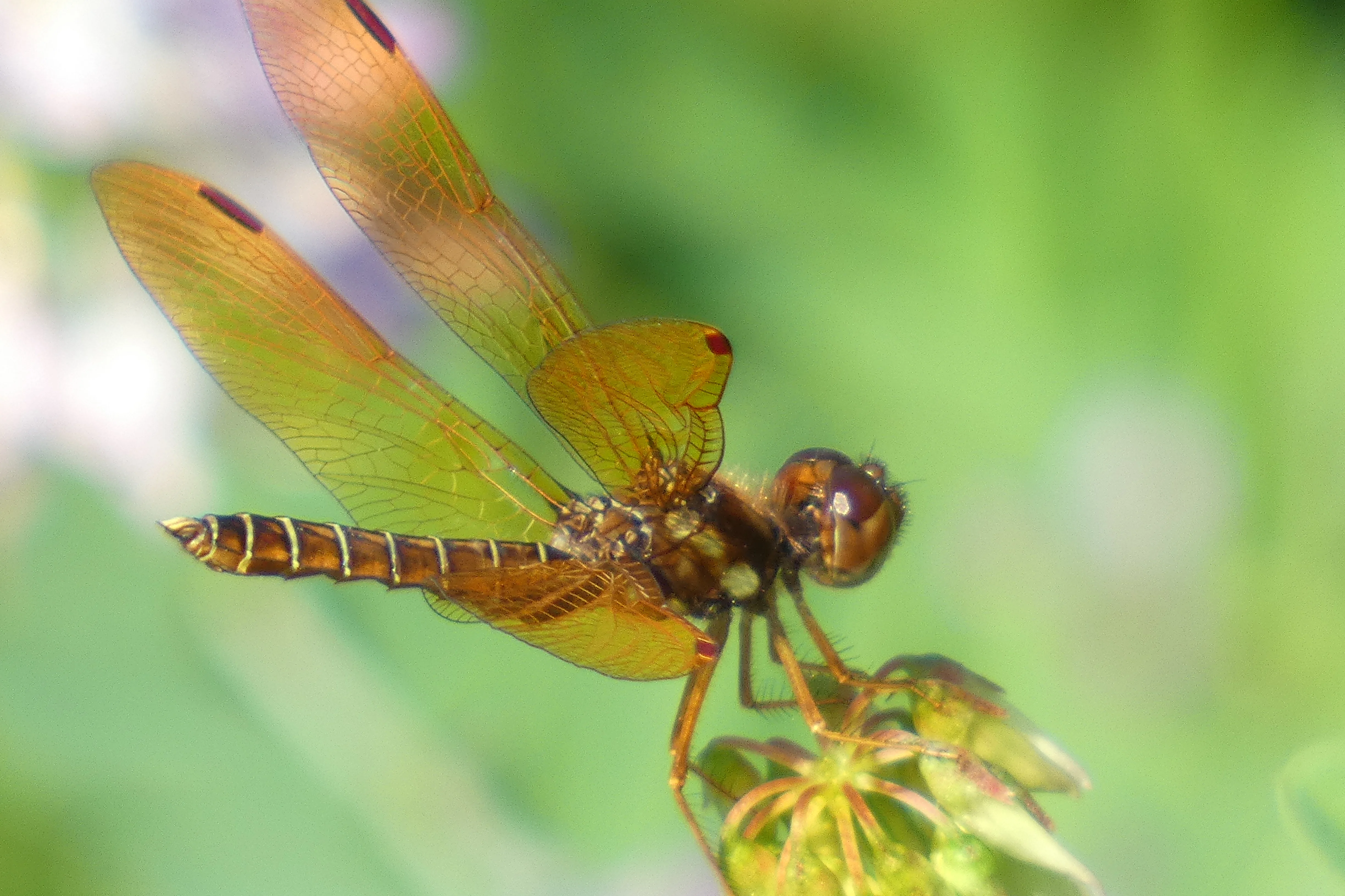 amberwing close up.webp