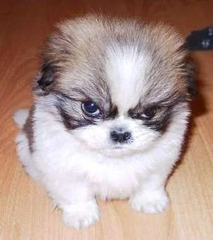 angry-puppy.webp