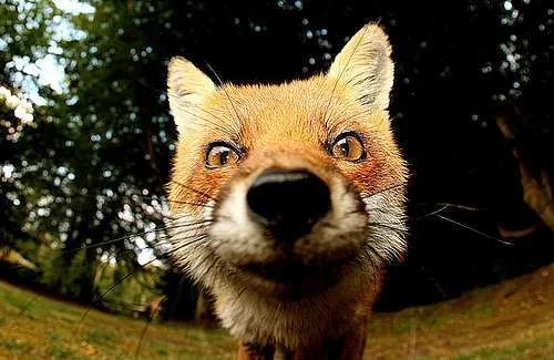 animal-animals-close-up-cute-exotic-Favim.com-281776.webp