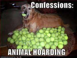 animal hoarding.webp