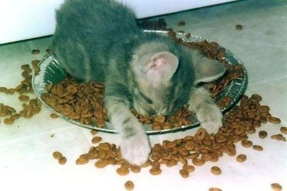 Animal Kitten Exhausted.webp