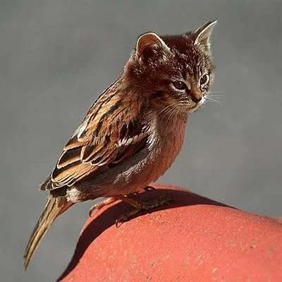 Animal_Photo_Manipulations_creative-cute-cat-bird.webp