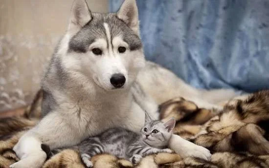 animalphotos1.webp