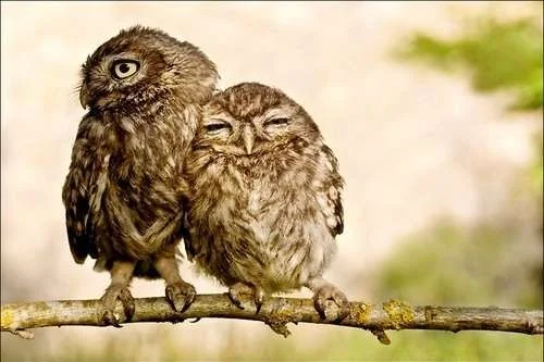 animals-bird-couple-cute-hug-love-Favim.com-57932_large.webp