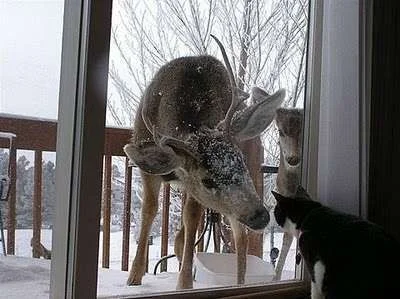 animals-cat-cute-deer-doe-Favim.com-136088_large.webp