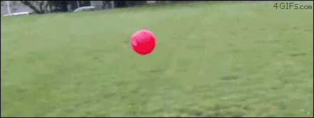 ANIMALS-dog-sprints-and-gets-launched-by-red-rubber-ball[1].gif