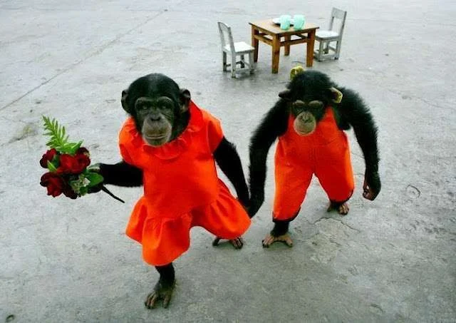 animals in love 002.webp