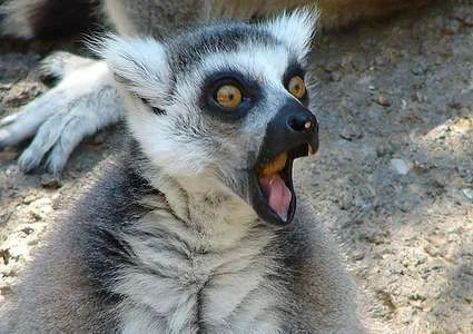 animals-making-omg-faces.webp