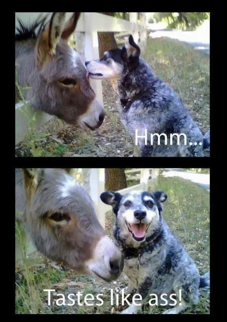 animals-tastes-like-ass[1].webp