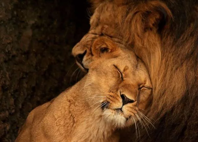 animals5.webp