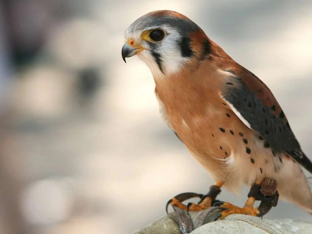 Animals_Birds_Birds_of_Prey_029766_.webp