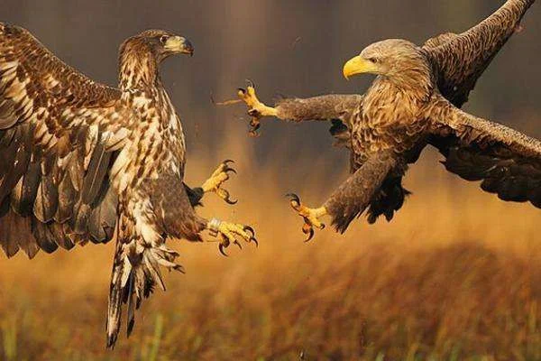 animalsinnaturebeautifulphotospart85600_400.webp