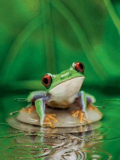 Animated%20Frog.gif