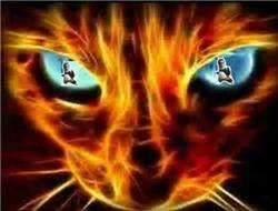 Anthony cat.webp