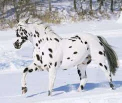Appy in snow.webp