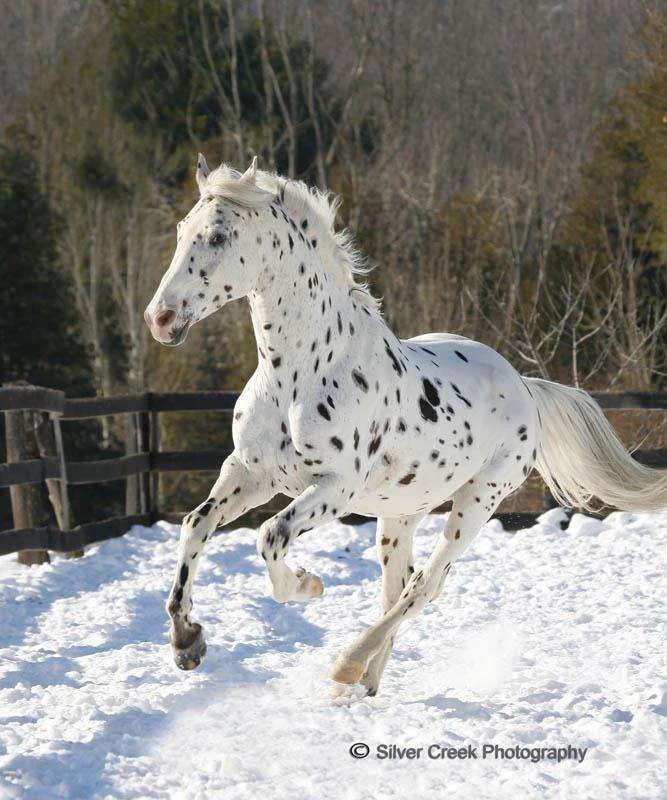 Appy in snow2.webp