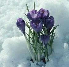 article-page-main_ehow_images_a07_m7_76_flowers-blooming-january-800x800.webp