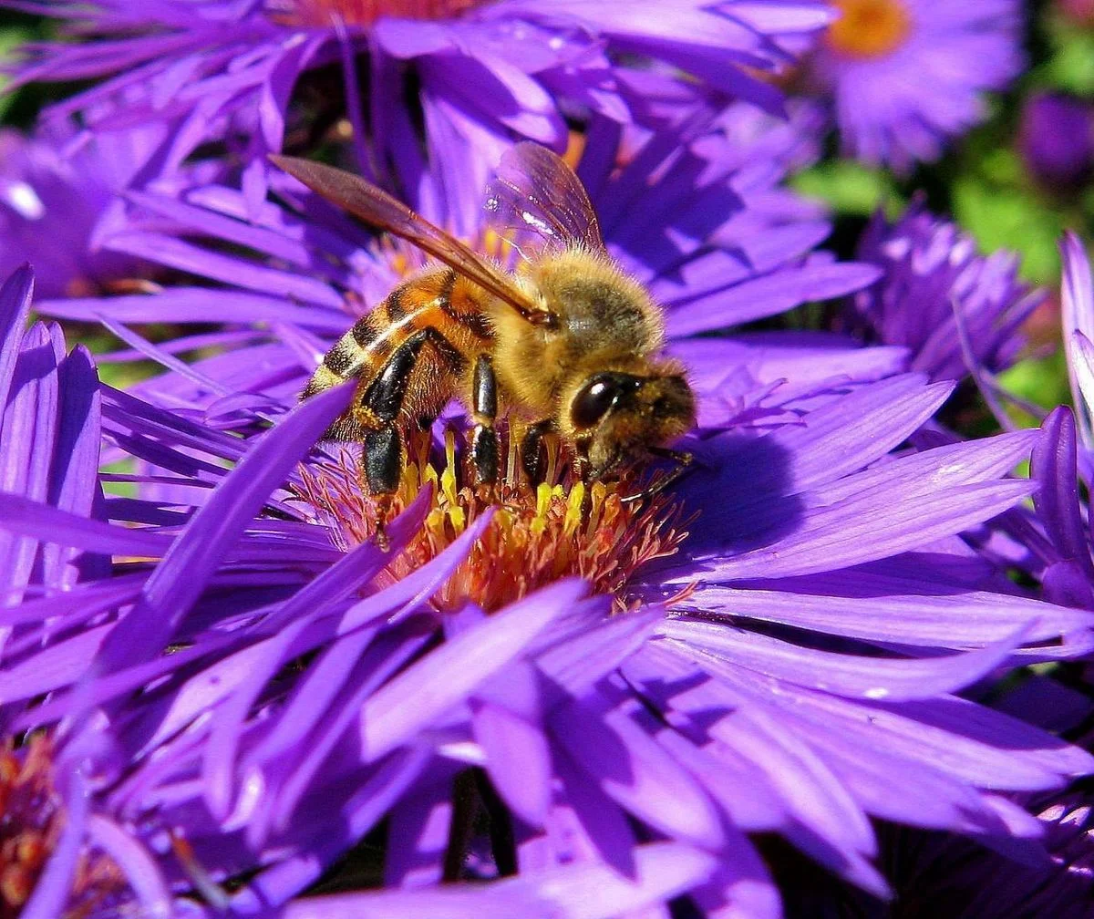 Aster Bee 10-3-08.webp