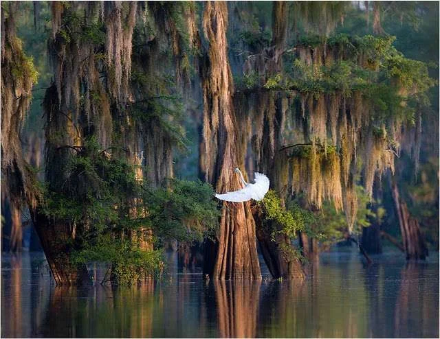Atchafalaya 1.webp
