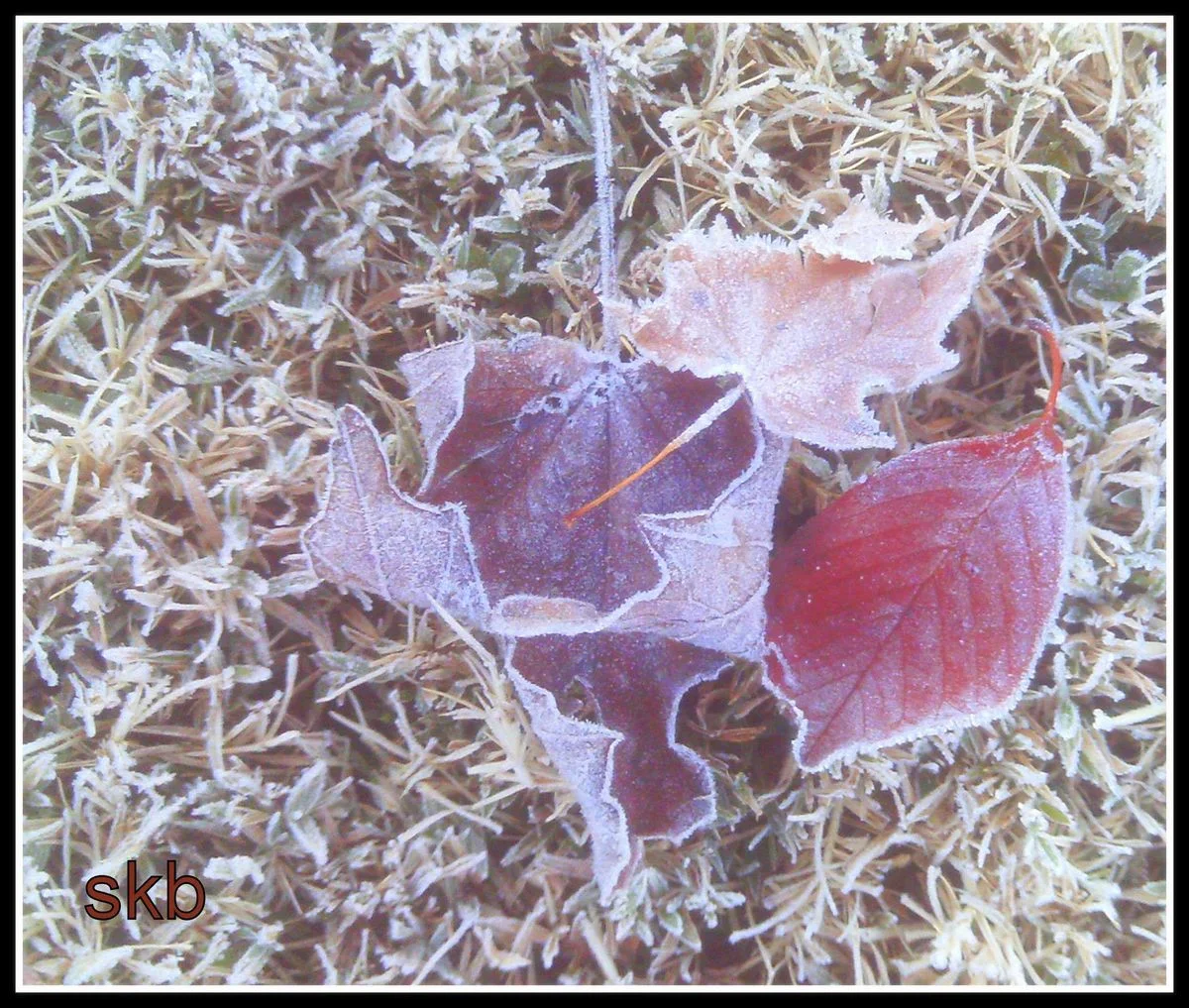 Auburn Leaf.webp