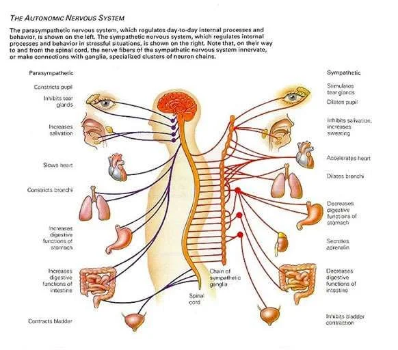Autonomic-Nervous-System-2.webp