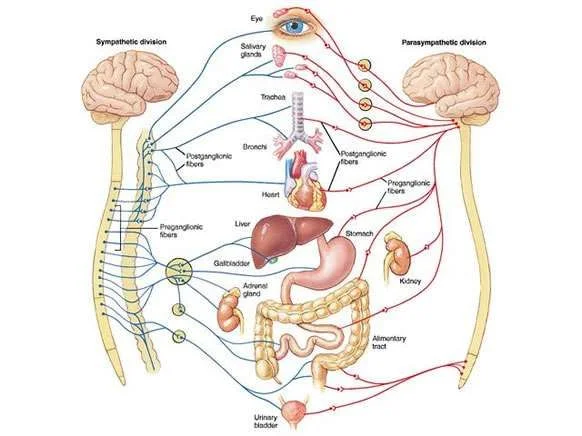 Autonomic-Nervous-System-3.webp