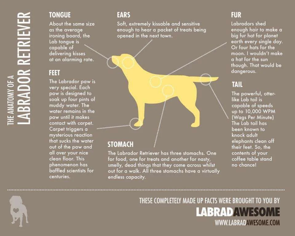 Awesome Labs.webp
