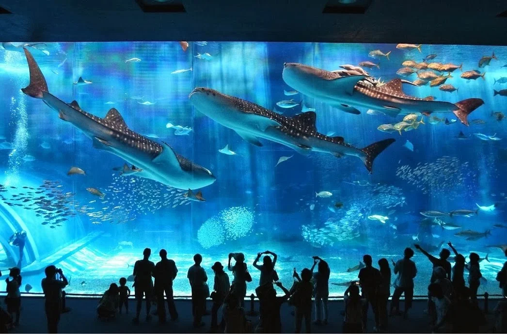 awesome okinawa aquarium.webp