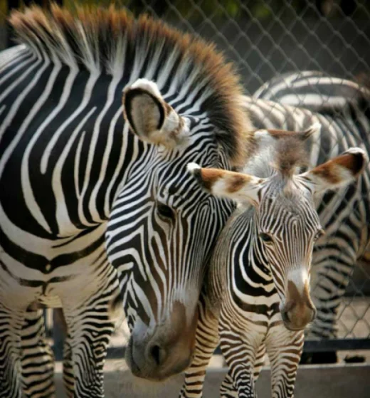 baby-animals-with-moms-18-520x559.webp