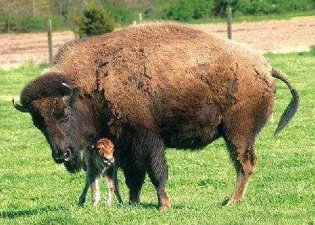 baby-buffalo-and-mommy.webp