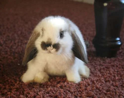 baby-bunny.webp