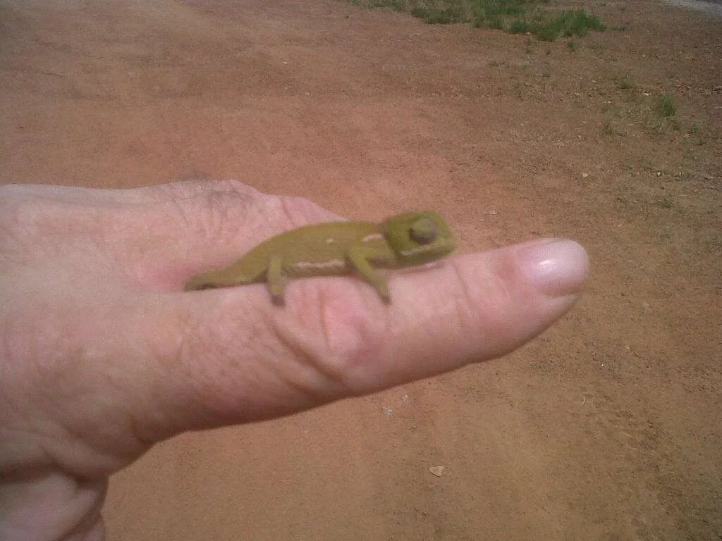 Baby Chameleon.webp