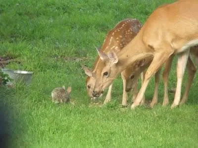 baby deer 2011 005.webp