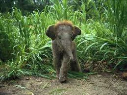 Baby ele.webp
