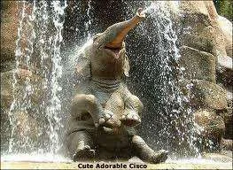 Baby elephant.webp