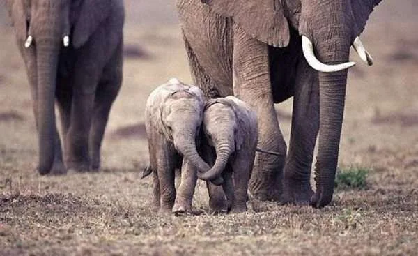 baby-elephants-hug.webp