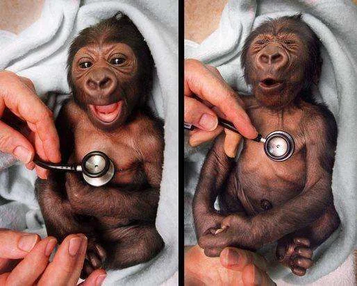 baby-gorilla-stethoscope.webp
