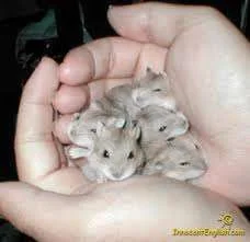 baby hamsters.webp