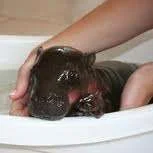 baby hippo.webp