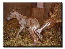 baby horse.webp