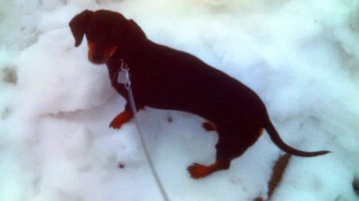 Baby in the Snow.webp