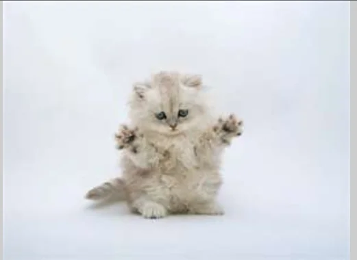 baby kitten.webp