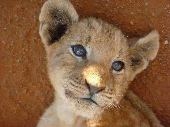 Baby-Lion.webp