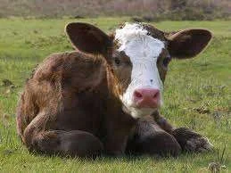 baby moo.webp