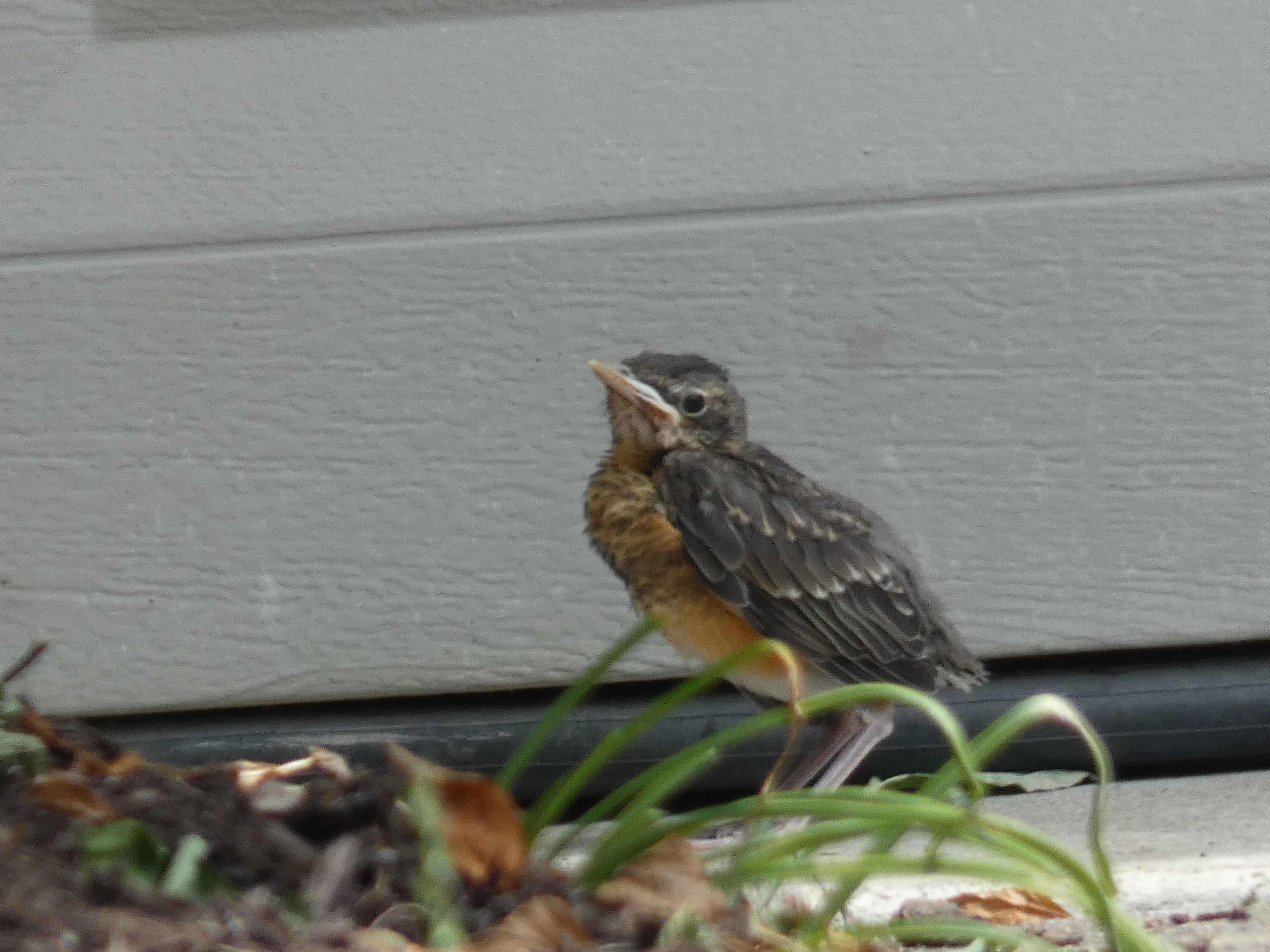 baby robin_2.webp