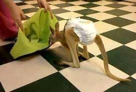 baby roo.webp