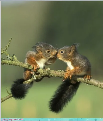 baby squirrels.webp