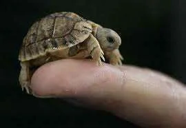Baby tortoise.webp