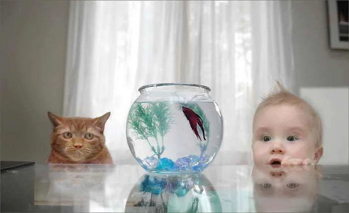 babycatfish.webp